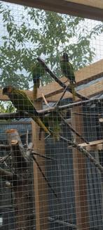 Pyrrhura cruentata mannen van 24 en 25, Dieren en Toebehoren, Mannelijk, Tropenvogel, Geringd