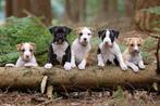 Gezocht ! Amerikaanse Stafford pup, Dieren en Toebehoren, Reu, 8 tot 15 weken, Eén hond, Nederland