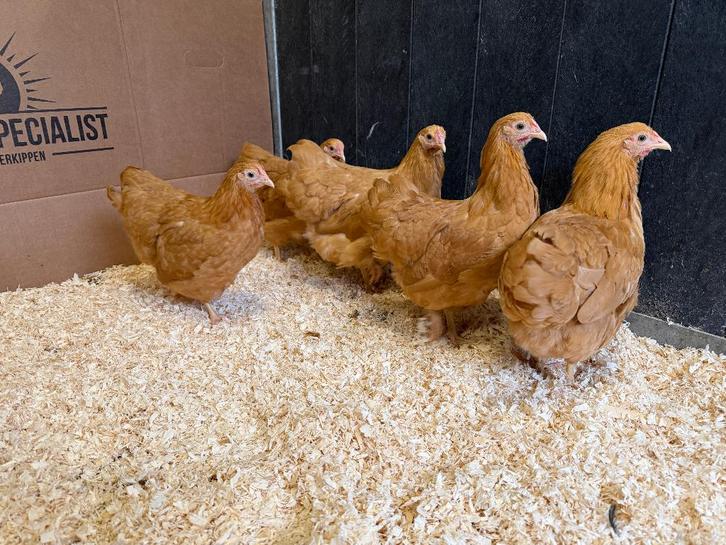 Jonge tamme wyandotte kriel buff gesekst en ingeënt, Dieren en Toebehoren, Pluimvee, Kip, Vrouwelijk