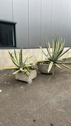 2x Agave americana, Tuin en Terras, Bloembakken en Plantenbakken, Ophalen, Zo goed als nieuw, Rond, Steen