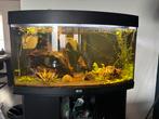 Aquarium Juwel met onderkast, Ophalen, Gebruikt, Leeg aquarium