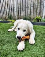 Pups ter adoptie, Dieren en Toebehoren, Particulier, Rabiës (hondsdolheid), 15 weken tot 1 jaar, Buitenland