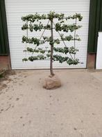 Laagstam leifruit, Ophalen, Lente, Volle zon, Appelboom