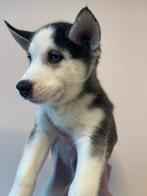 Siberische Husky reu 9wkn, Dieren en Toebehoren, Reu, CDV (hondenziekte), 8 tot 15 weken, Groot
