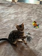 Bengaalse kittens, Dieren en Toebehoren, Kater, 0 tot 2 jaar