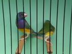 pastel couldamadines, Dieren en Toebehoren, Vogels | Overige Vogels, Meerdere dieren, Tropenvogel