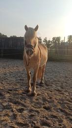 BIJRIJDER GEZOCHT!, Dieren en Toebehoren, Stalling en Weidegang