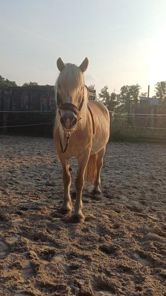 BIJRIJDER GEZOCHT!, Dieren en Toebehoren, Stalling en Weidegang