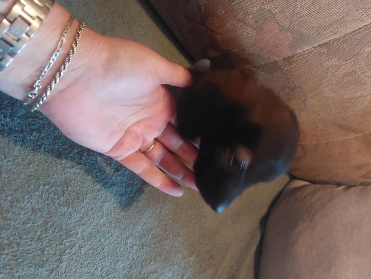 Mooie teckel pups, Dieren en Toebehoren, Honden | Teckels en Dashonden, Meerdere dieren, Korthaar, Standaard, Particulier, Meerdere