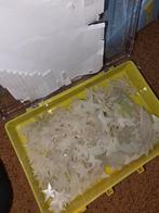 Doosje vol met glow in the dark sterren, Ophalen of Verzenden, Gebruikt, Wanddecoratie