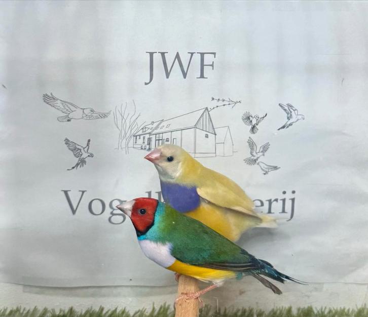 Gouldamadine, Dieren en Toebehoren, Vogels | Overige Vogels, Tropenvogel, Meerdere dieren