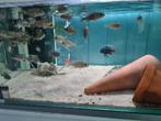 Sciaenochromis Freyeri Malawi Cichliden, Dieren en Toebehoren, Vis, Zoetwatervis