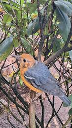 Damalijster dama lijster damalijsters, Dieren en Toebehoren, Mannelijk, Tropenvogel, Geringd