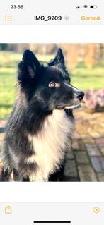 Dekreu IJslandse Herder, Ophalen of Verzenden