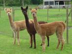 alpaca merries te koop, Vrouwelijk, Na 1 juli 2024