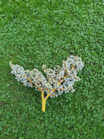 Verse dadeltak beschikbaar voor biedingen