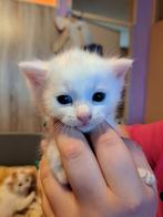 Kittens nestje van 6 juni 2025, Dieren en Toebehoren, Katten en Kittens | Overige Katten, Kater