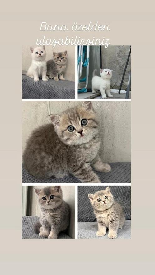 Britse korthaar, Dieren en Toebehoren, Katten en Kittens | Raskatten | Korthaar, Gechipt, Ontwormd