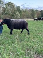 Lieve grote ram, Dieren en Toebehoren, Schapen, Geiten en Varkens, Mannelijk, Schaap