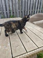Lapjes kitten 10 weken oud. Direct op te halen, Poes, 0 tot 2 jaar