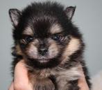 dwergkees/pomeriaan pups met Nederlandse FCI stamboom, Dieren en Toebehoren, Keeshond, CDV (hondenziekte), 8 tot 15 weken, Meerdere