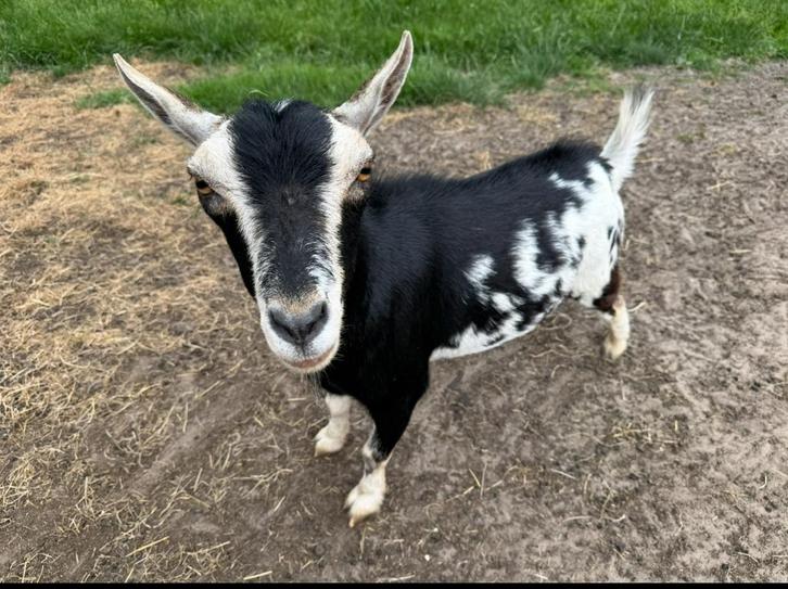 Dwerggeit bok gecastreerd en tam, Dieren en Toebehoren, Schapen, Geiten en Varkens, Geit, Mannelijk