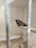 Zaterdagmiddag diverse vogels te koop, Dieren en Toebehoren, Vogels | Overige Vogels, Meerdere dieren, Tropenvogel