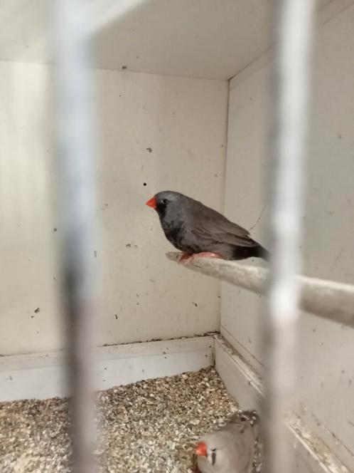 Zaterdagmiddag diverse vogels te koop, Dieren en Toebehoren, Vogels | Overige Vogels, Tropenvogel, Meerdere dieren