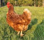 2 hennen donkerbruine kippen, Dieren en Toebehoren, Pluimvee