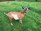 Dwerg geit, Dieren en Toebehoren, Vrouwelijk, Geit, 3 tot 5 jaar