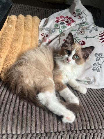 Heilige Birmaan x Ragdoll SUPER LIEF!! beschikbaar voor biedingen