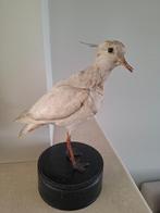 Oude taxidermie witte vogel  kievit, Antiek en Kunst, Curiosa en Brocante, Verzenden