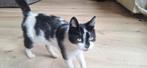 Lieve 2 jarige poes, Dieren en Toebehoren, Katten en Kittens | Overige Katten, Poes, Kortharig, 0 tot 2 jaar