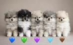 100% Pomeriaan Pups, Dieren en Toebehoren, Honden | Poolhonden, Keeshonden en Oertypen, Keeshond, Reu, Meerdere, Nederland