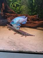 2 x  Blue acara, Dieren en Toebehoren, Vis, Zoetwatervis