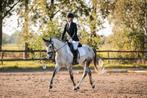 Top D-pony sportmerrie - 7 jaar - Dressuur en Springgefokt, Dieren en Toebehoren, Pony's, Merrie, Dressuurpony, L, D pony (1.37m tot 1.48m)
