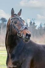 VIC,  KWPN hengst staat ter dekking, Hengst