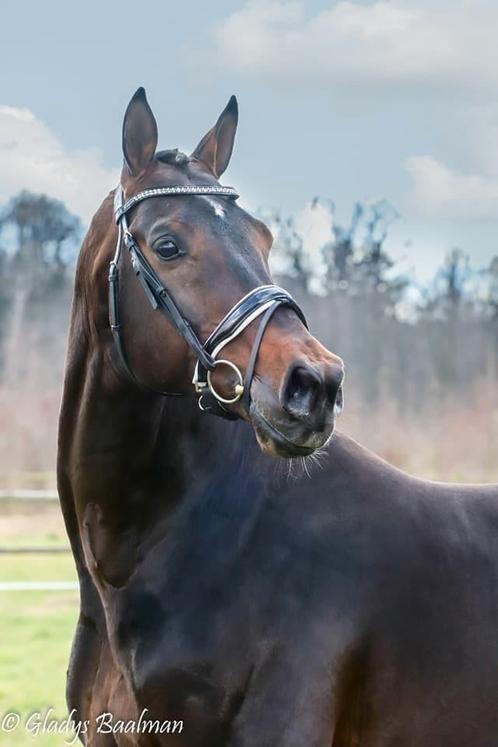 VIC,  KWPN hengst staat ter dekking, Dieren en Toebehoren, Paarden en Pony's | Dekhengsten en Fokmerries, Hengst