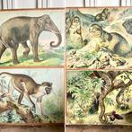 Vintage Schoolplaat Olifant Aap Bever Slang, Antiek en Kunst, Antiek | Schoolplaten, Ophalen of Verzenden, Natuur en Biologie