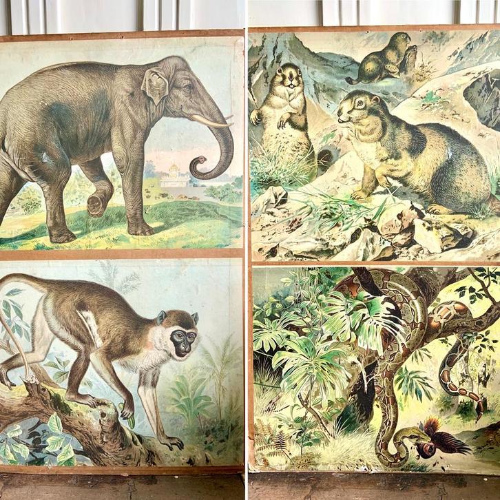 Vintage Schoolplaat Olifant Aap Bever Slang, Antiek en Kunst, Antiek | Schoolplaten, Natuur en Biologie, Ophalen of Verzenden