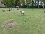 Kerry hill., Mannelijk, Schaap