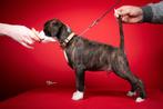 Duitse boxerpuppy's, Overige rassen, 8 tot 15 weken, Parvo, Meerdere