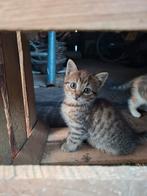 Superlief en prachtige tijgerkitten poesje, Dieren en Toebehoren, Poes, Kortharig, 0 tot 2 jaar