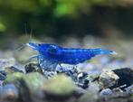 Blauwe Droom Neocaridina Garnalen – Hoogwaardige Aquariumvis, Dieren en Toebehoren, Vissen | Aquariumvissen, Kreeft, Krab of Garnaal