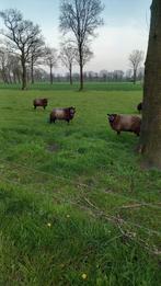 Gezocht, schapenwei.blauwe texelaar, Dieren en Toebehoren, Schaap, Meerdere dieren, 0 tot 2 jaar