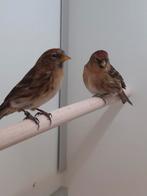 1-1 Kleine barmsijsen, Dieren en Toebehoren, Vogels | Overige Vogels, Meerdere dieren, Wildzangvogel, Geringd