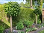Bol Catalpa, Ophalen, Zomer, Bolboom, 100 tot 250 cm