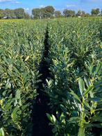 Laurierstruiken - Diverse soorten, Tuin en Terras, Planten | Struiken en Hagen, Ophalen, Laurier, Struik, 100 tot 250 cm