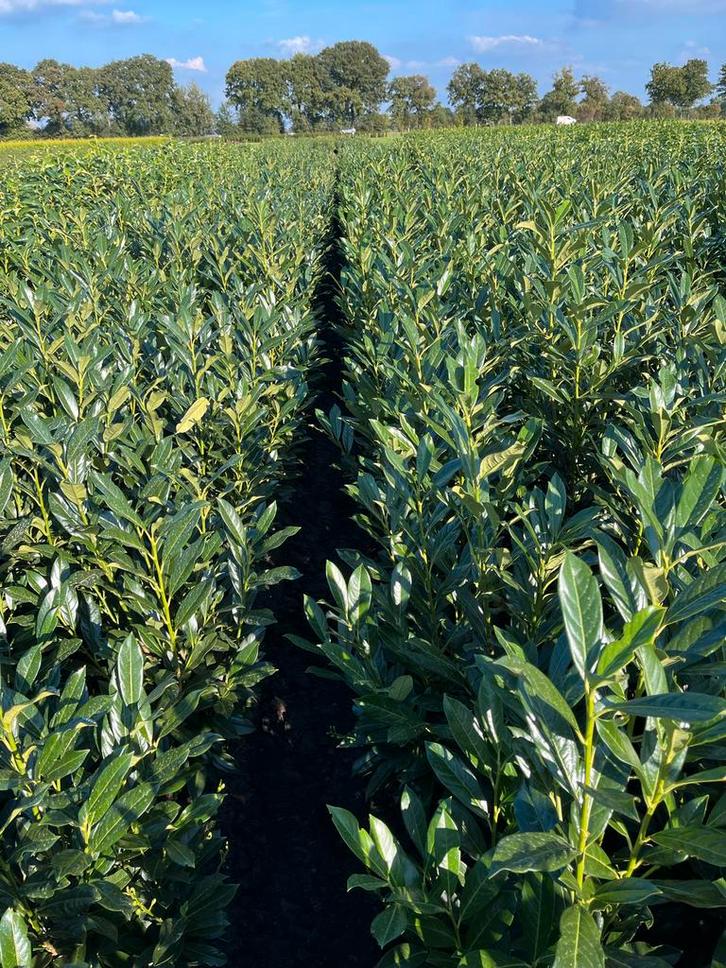 Laurierstruiken - Diverse soorten, Tuin en Terras, Planten | Struiken en Hagen, Struik, Laurier, 100 tot 250 cm, Ophalen
