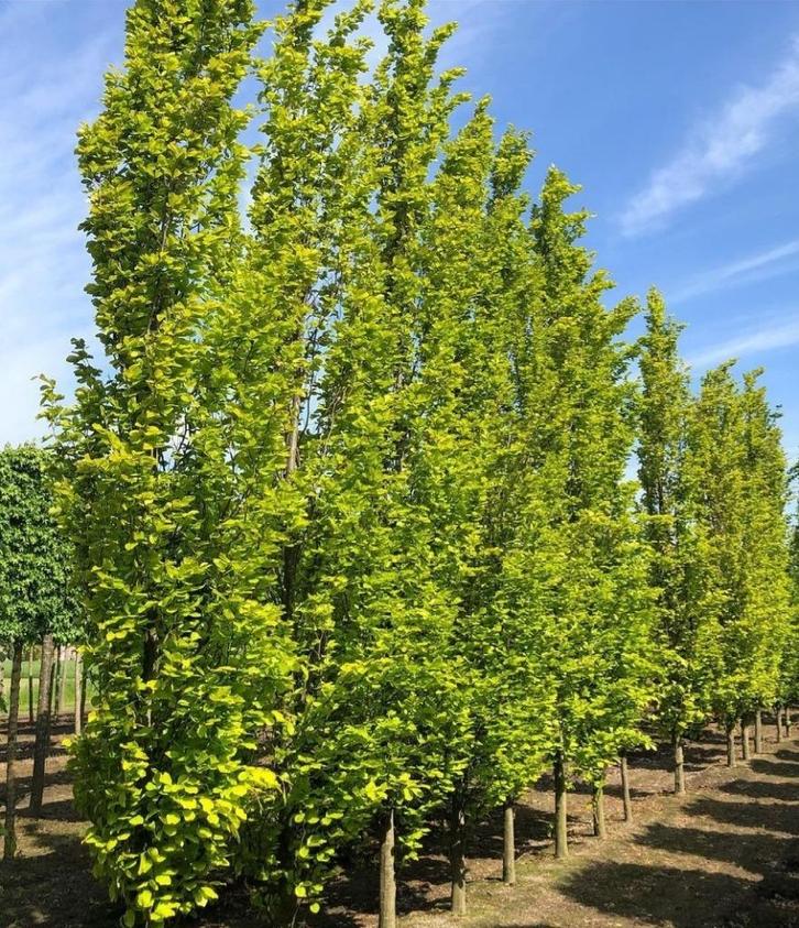 GROTE (6-7mtr) groene zuilbeuken Fagus Sylvatica Dawyck gold, Tuin en Terras, Planten | Bomen, Zuilboom, 400 cm of meer, Volle zon